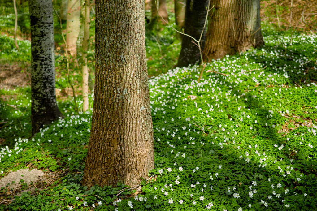 Pauschalreisen Wandern im Thüringer Wald